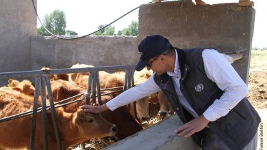 FAO lays groundwork for livestock production in northwest Iran