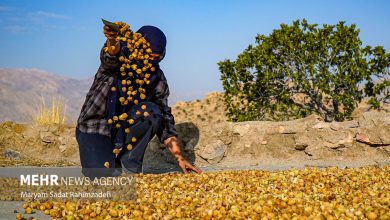 Harvesting figs in Fars Province