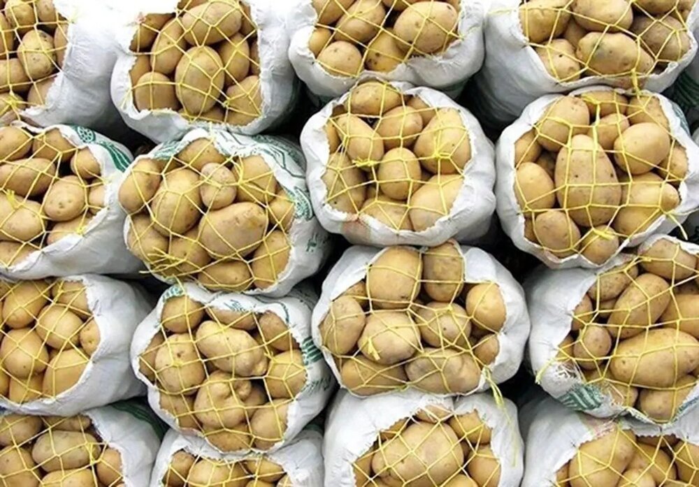63345346 - سیب زمینی‌ کاران گلستان نگران فروش محصول خود نباشند