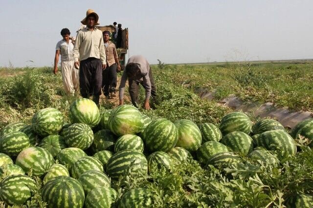 5488292 - تلخی برداشت هندوانه صادراتی در دمای ۴۰ درجه؛ پای دلالان در میان است