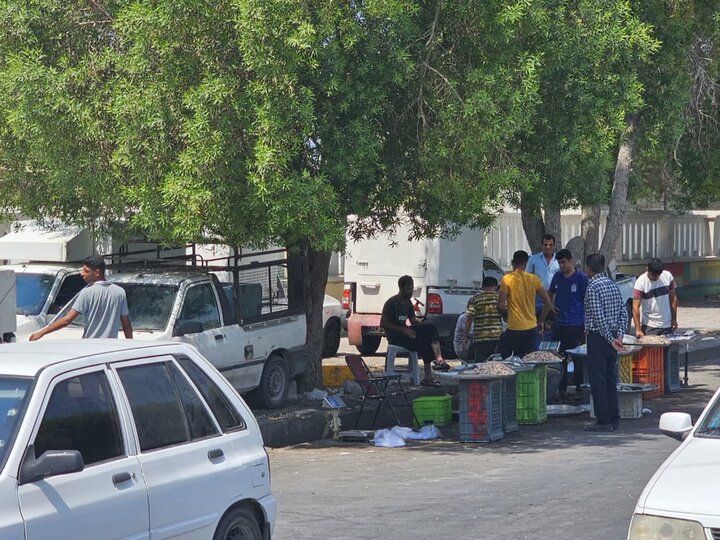 بلاتکلیفی بازار ماهی و میگوی دیر؛ دست‌فروشی غیربهداشتی زیر آفتاب سوزان