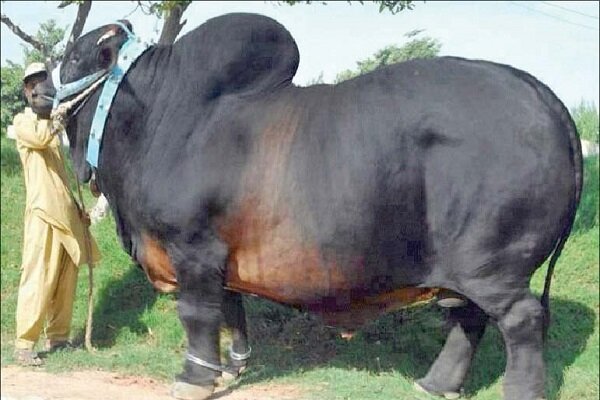 نژاد گاو اصیل سیستانی؛ میراث ژنتیکی ایران و ستون اقتصاد بومی