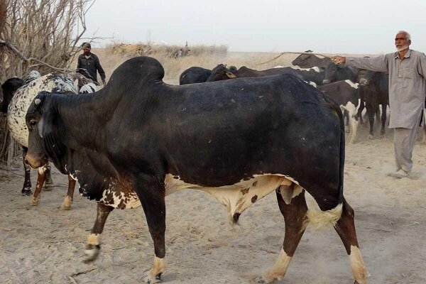 نژاد گاو اصیل سیستانی؛ میراث ژنتیکی ایران و ستون اقتصاد بومی